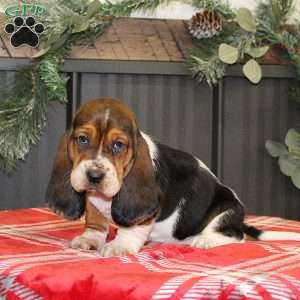 Sandy, Basset Hound Puppy